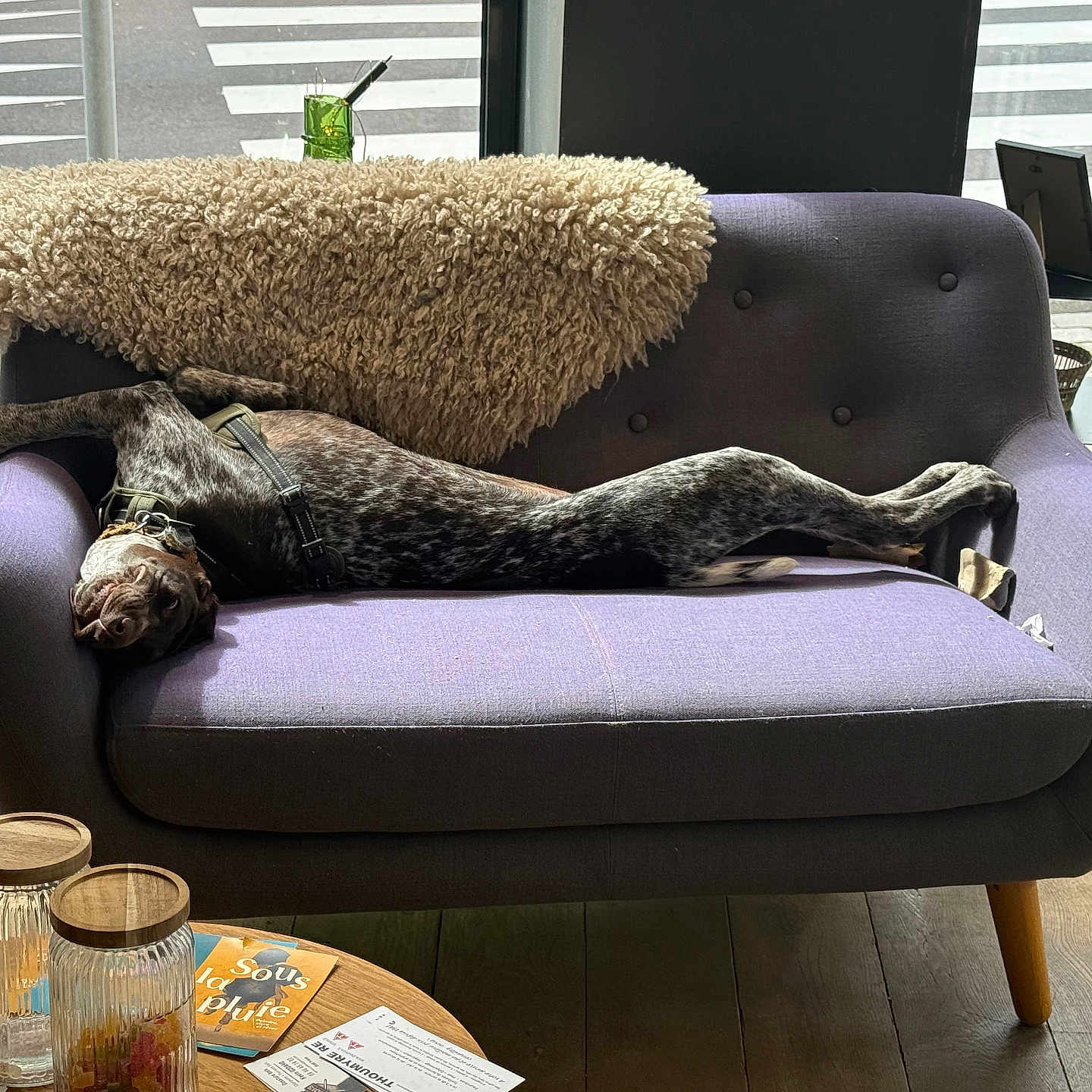 Ariette a rejoint le concours — aidez-le/la à gagner de superbes lots ! dog, couch, indoor, window, wooden_floor, throw_blanket, table, jars, papers, crosswalk, relaxed, sprawled, upside_down, purple_furniture, cozy, leash, collar, light, daylight, home