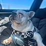 blue_sky, car_interior, checkerboard_harness, close_up, companion, console, cute, dashboard, dog, french_bulldog, gear_shift, harness, paw, pet, portrait, relaxed, seat, smug, sunlight, travel