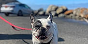Chance is registered to the contest to win money with this photo: dog, french_bulldog, pet, leash, harness, smile, squinting, pavement, outdoor, coastal, rocks, car, bokeh, sunny, shadow, portrait, close_up, tongue, paws, sky