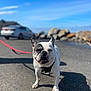 dog, french_bulldog, pet, leash, harness, smile, squinting, pavement, outdoor, coastal, rocks, car, bokeh, sunny, shadow, portrait, close_up, tongue, paws, sky