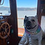 blurred_background, boat, cabin, collar, dog, french_bulldog, happy, indoor, leather_seat, portrait, rainbow_collar, sea, seat, shallow_depth_of_field, sitting, smile, steering_wheel, teeth, water, window
