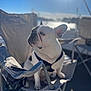 french_bulldog, dog, pet, chair, camping_chair, harness, outdoor, sunny, portrait, shallow_depth_of_field, backlight, water, sky, sunflare, ears, paws, muzzle, whiskers, short_hair, relaxed