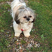 Joyce Majja a rejoint le concours — aidez-le/la à gagner de superbes lots ! adorable, animal, collar, cute, daylight, dog, fluffy, fur, grass, gravel_path, leash, mammal, nature, outdoor, park, pet, portrait, small_dog, standing, walking