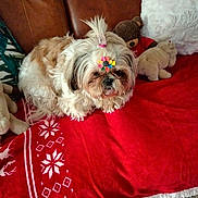 Joyce participe au concours pour gagner de l'argent avec cette photo : dog, fluffy, hair_clip, red_blanket, snowflake_pattern, leather_couch, stuffed_animals, brown_couch, indoor, pet, cute, small_dog, decorative_blanket, animal, cozy, relaxed, toy, fur, white, colorful