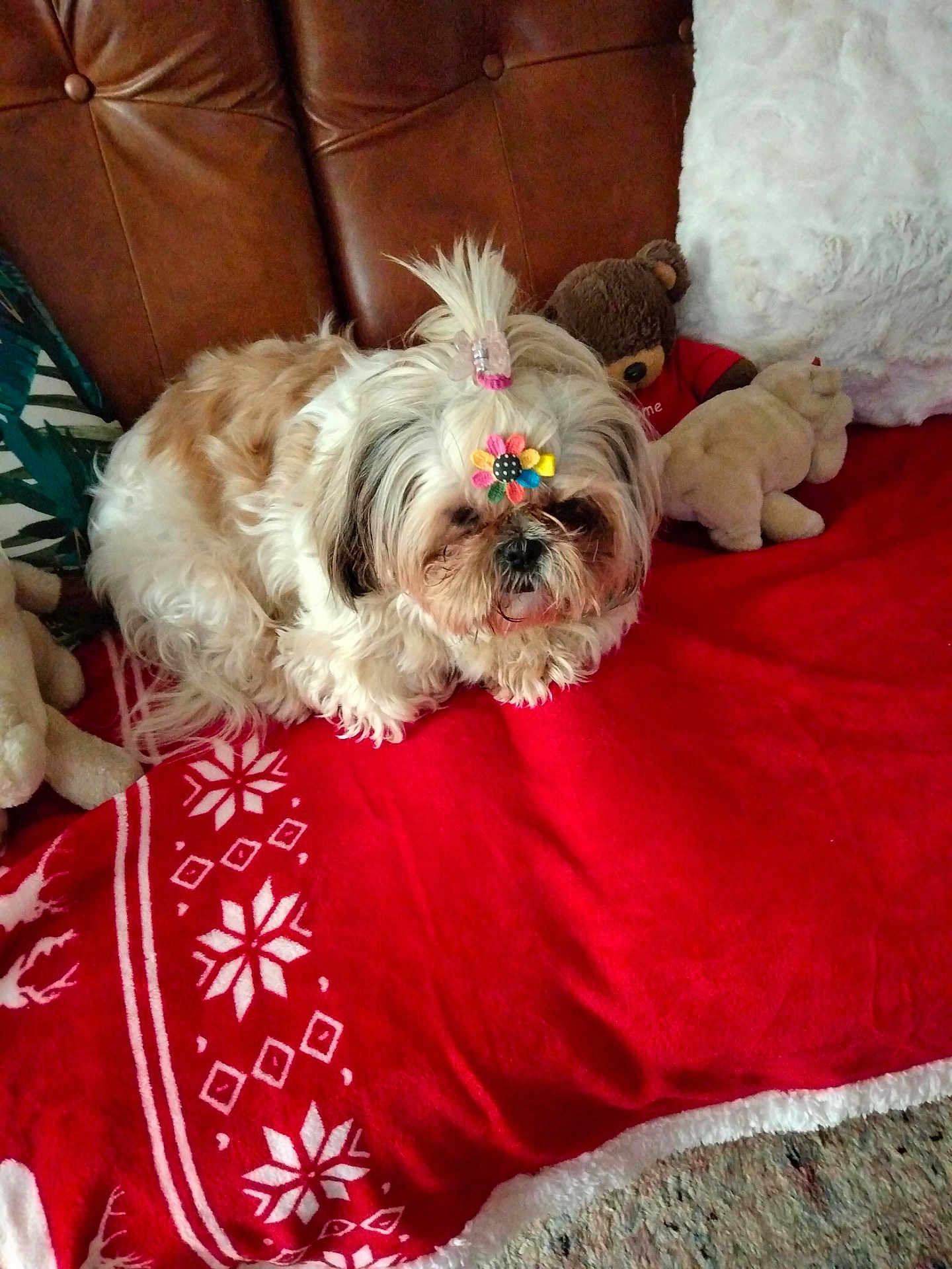 Joyce participe au concours pour gagner de l'argent avec cette photo : dog, fluffy, hair_clip, red_blanket, snowflake_pattern, leather_couch, stuffed_animals, brown_couch, indoor, pet, cute, small_dog, decorative_blanket, animal, cozy, relaxed, toy, fur, white, colorful