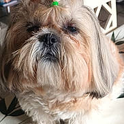 Joyce is registered to the contest to win money with this photo: dog, fluffy, indoor, pet, animal, cute, fur, hair_clip, small_dog, shih_tzu, face, expression, sitting, close_up, white_chair, patterned_surface, brown_fur, adorable, portrait, companion