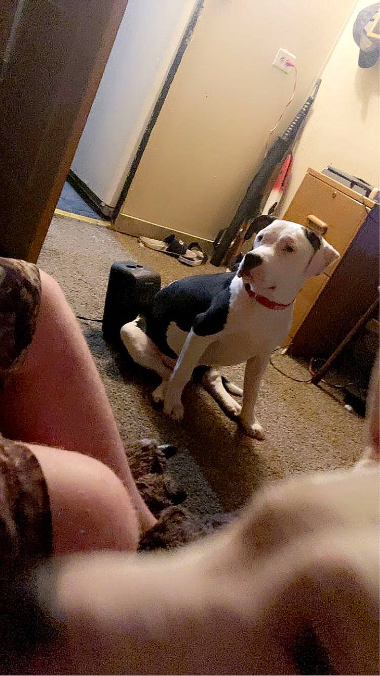 Moo Cow is registered to the contest to win money with this photo: carnivore, collar, comfort, companion_dog, dog, dog_breed, dog_collar, elbow, fawn, floor, flooring, foot, human_leg, knee, leash, pet_supply, sitting, sporting_group, thigh, working_animal