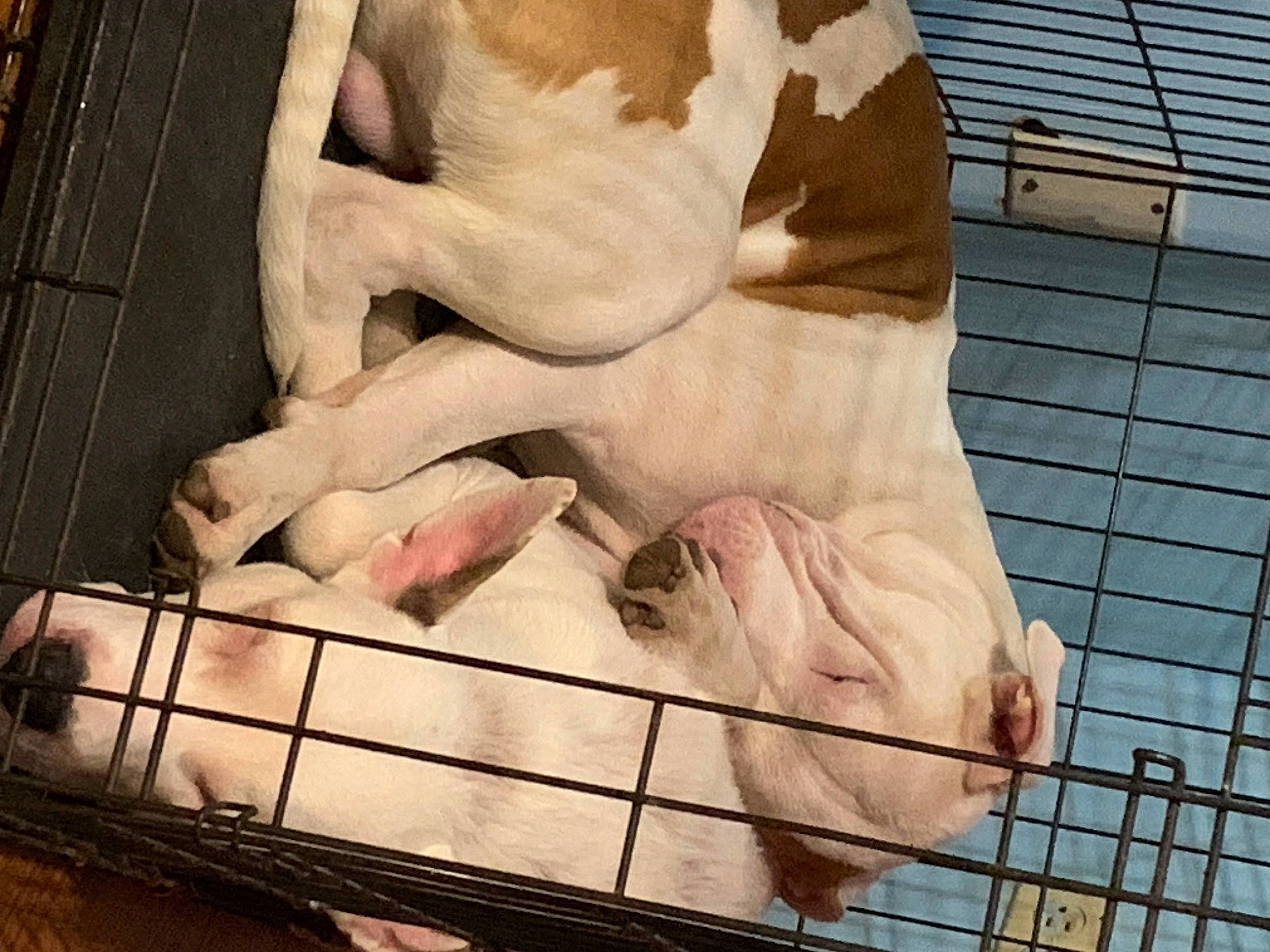 Bowser joined the competition — help win amazing prizes! animal_shelter, cage, canidae, domestic_pig, fawn, flesh, fur, livestock, meat, mesh, pet_supply, service, snout, suidae, terrestrial_animal, vertebrate, working_animal