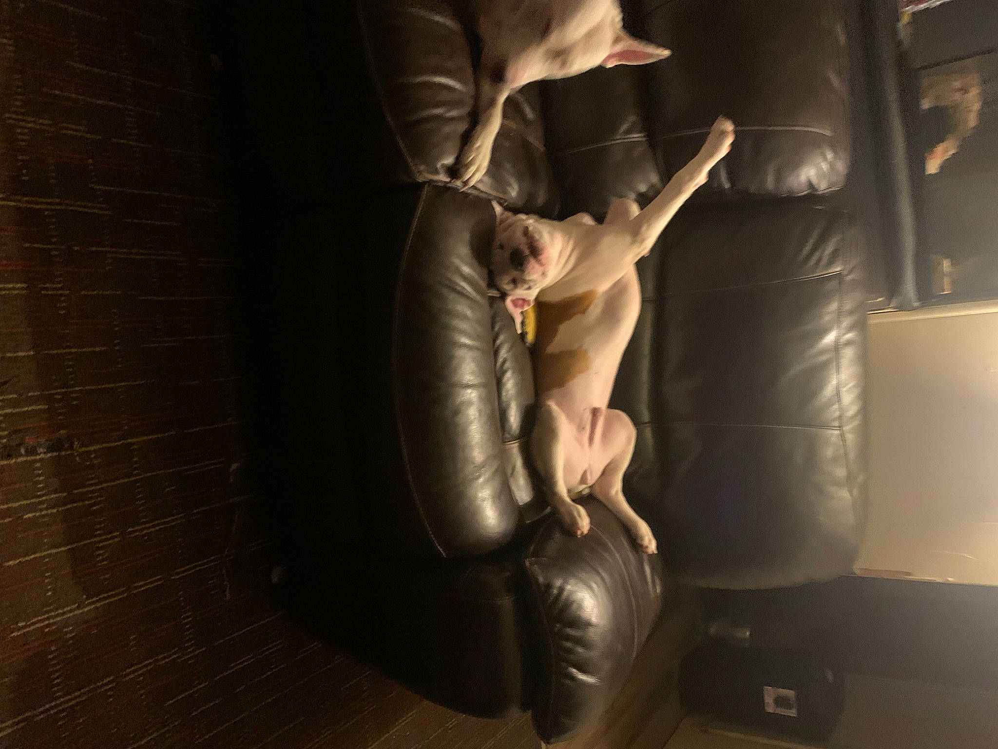 Bowser is registered to the contest to win money with this photo: art, auto_part, automotive_design, automotive_tire, automotive_wheel_system, chest, comfort, darkness, elbow, flash_photography, floor, flooring, glove, human_leg, knee, room, stairs, thigh, toy, wood