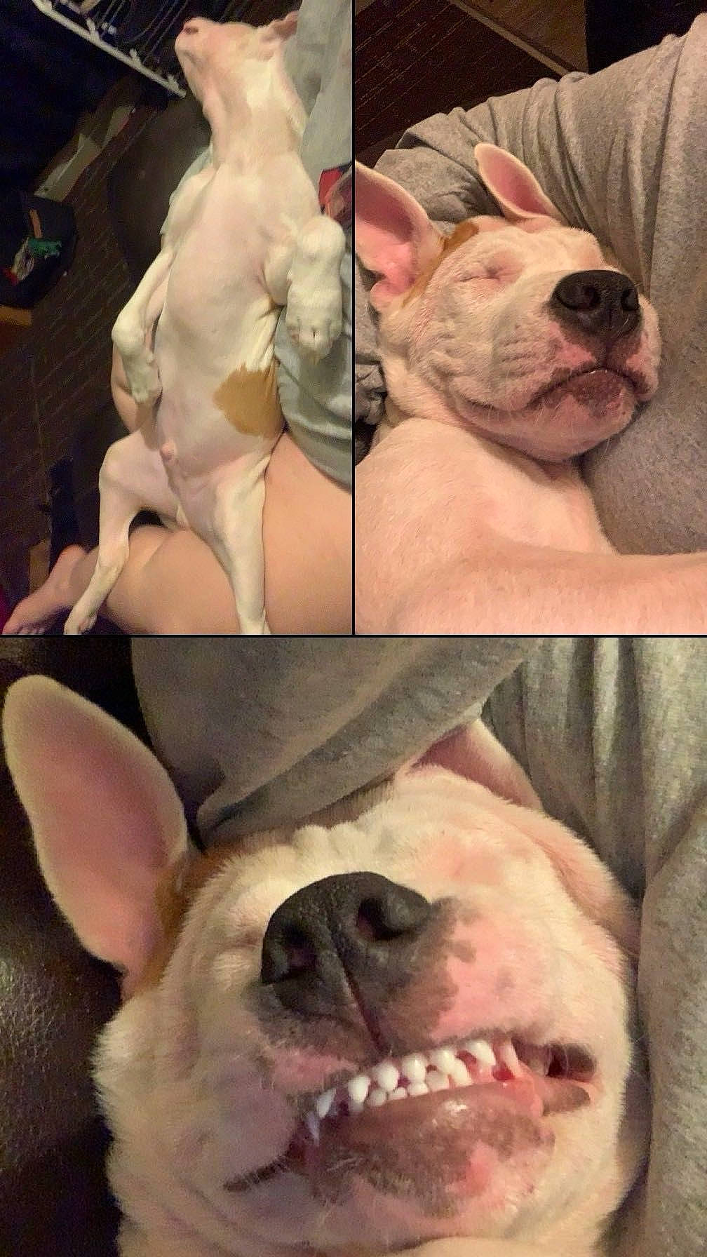 Bowser is registered to the contest to win money with this photo: bulldog, carnivore, comfort, companion_dog, dog, dog_breed, ear, fawn, gesture, jaw, mammal, nose, organ, photograph, pink, skin, snout, vertebrate, working_animal, wrinkle