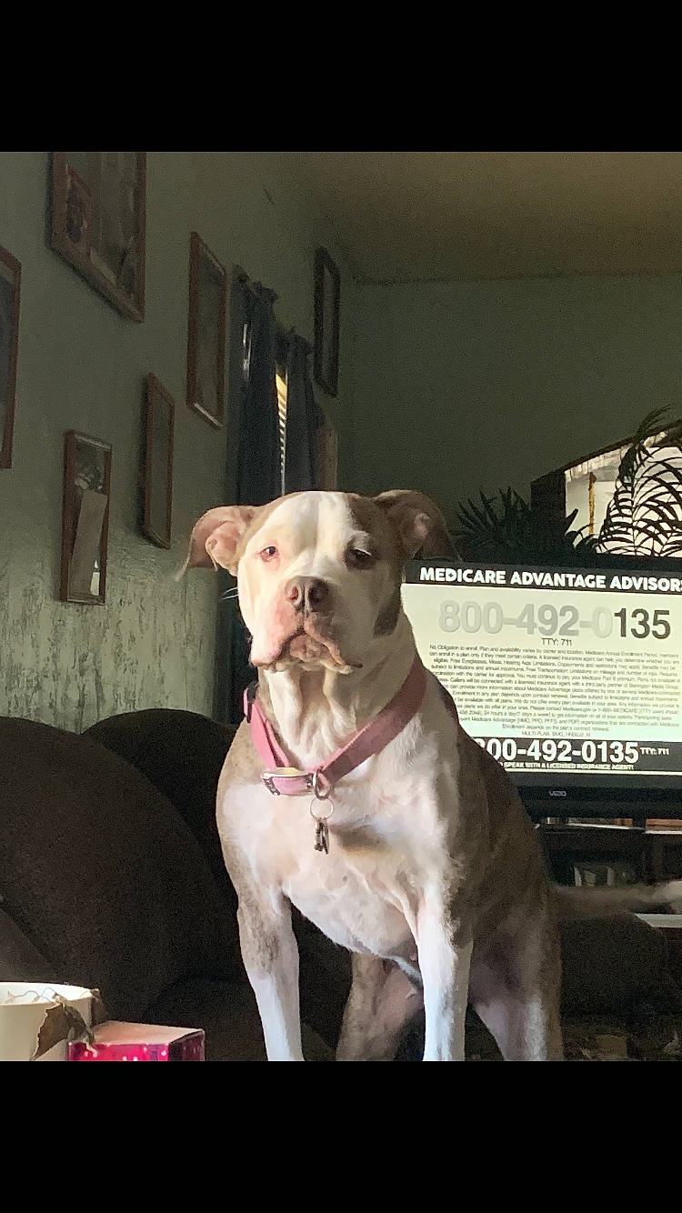 Chaos joined the competition — help win amazing prizes! canidae, carnivore, collar, companion_dog, dog, dog_breed, dog_collar, dog_supply, fawn, guard_dog, non_sporting_group, pet_supply, picture_frame, snout, sporting_group, whiskers, window, working_animal