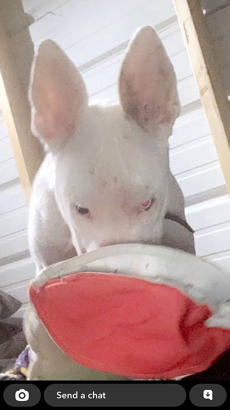 Yoda is registered to the contest to win money with this photo: bowl, carmine, carnivore, cat_supply, companion_dog, dishware, dog, dog_breed, fawn, non_sporting_group, party_supply, pet_supply, pink, plastic, snout, stuffed_toy, tail, terrestrial_animal, toy, whiskers