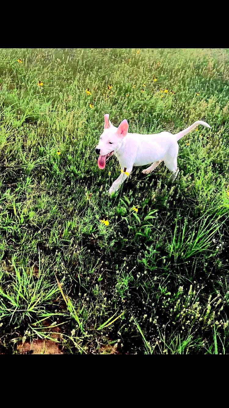 Yoda is registered to the contest to win money with this photo: canidae, carnivore, companion_dog, dog, dog_breed, fawn, grass, grassland, groundcover, non_sporting_group, pasture, plant, rectangle, shrub, sporting_group, tail, terrestrial_animal, terrier, toy_dog, working_animal