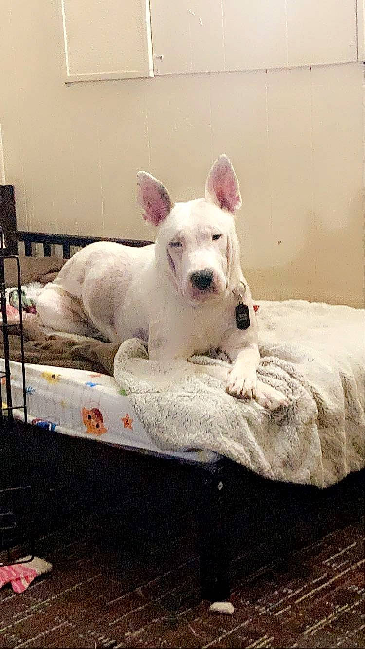 Yoda joined the competition — help win amazing prizes! bull_terrier, bull_terrier_miniature, canidae, carnivore, collar, comfort, companion_dog, dog, dog_breed, eye, fawn, gull_terr, old_english_terrier, paw, snout, sporting_group, tail, terrestrial_animal, whiskers, working_animal