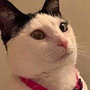 Riley is registered to the contest to win money with this photo: alert, animal, background, black_and_white, cat, close_up, collar, cute, domestic_cat, ears, feline, fur, indoor, looking_away, nose, pet, pet_accessory, portrait, tag, whiskers