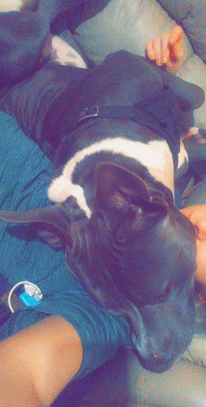 Fatty is registered to the contest to win money with this photo: bulldog, carnivore, cloud, comfort, companion_dog, cool, dog, dog_breed, electric_blue, fawn, felidae, fur, guard_dog, mammal, paw, puppy_love, tail, toy_dog, whiskers, working_animal