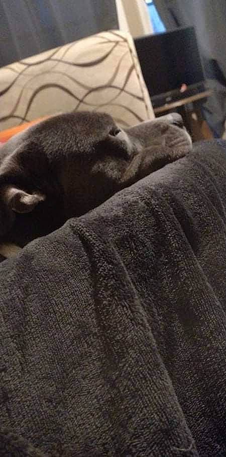 Fatty is registered to the contest to win money with this photo: canidae, carnivore, comfort, companion_dog, dog, dog_breed, fawn, fur, grey, linens, monochrome, monochrome_photography, sitting, snout, sporting_group, terrestrial_animal, tints_and_shades, whiskers, wood, working_animal