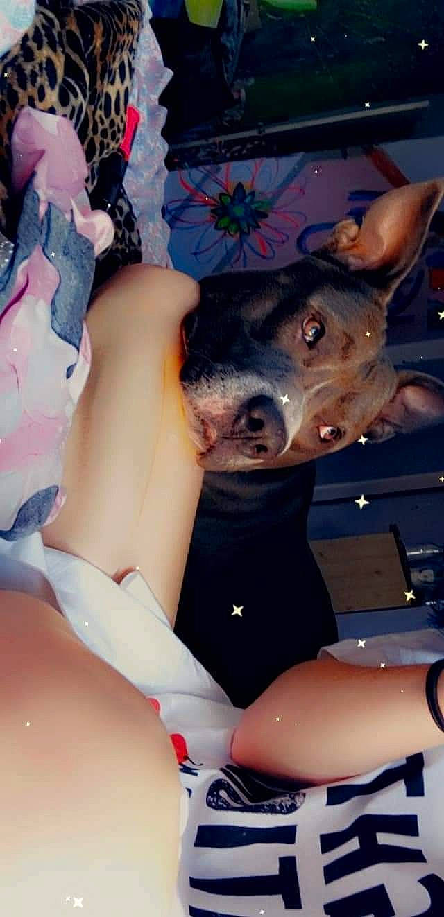 Fatty is registered to the contest to win money with this photo: canidae, carmine, chest, dog_breed, domestic_pig, event, fashion_accessory, fawn, flesh, fun, fur, gesture, human_leg, mouth, pattern, pink, snout, suidae, thigh, vacation