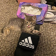 Max is registered to the contest to win money with this photo: kitten, cat, pet, adidas, sandal, shoe, carpet, tongue_out, tissue_box, gray_tabby, indoor, cute, small, animal, playful, paw, feline, resting, household, funny