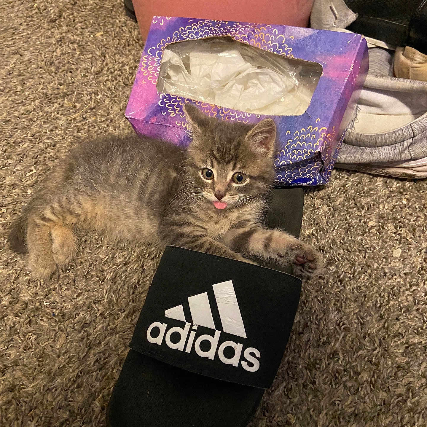 Max is registered to the contest to win money with this photo: adidas, animal, carpet, cat, cute, feline, funny, gray_tabby, household, indoor, kitten, paw, pet, playful, resting, sandal, shoe, small, tissue_box, tongue_out
