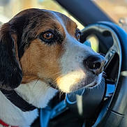 Scooby a rejoint le concours — aidez-le/la à gagner de superbes lots ! animal, beagle, brown_eyes, canine, car_interior, close_up, collar, daylight, dog, domestic_animal, focused, fur, leash, pet, portrait, side_view, steering_wheel, sunlight, vehicle, whiskers