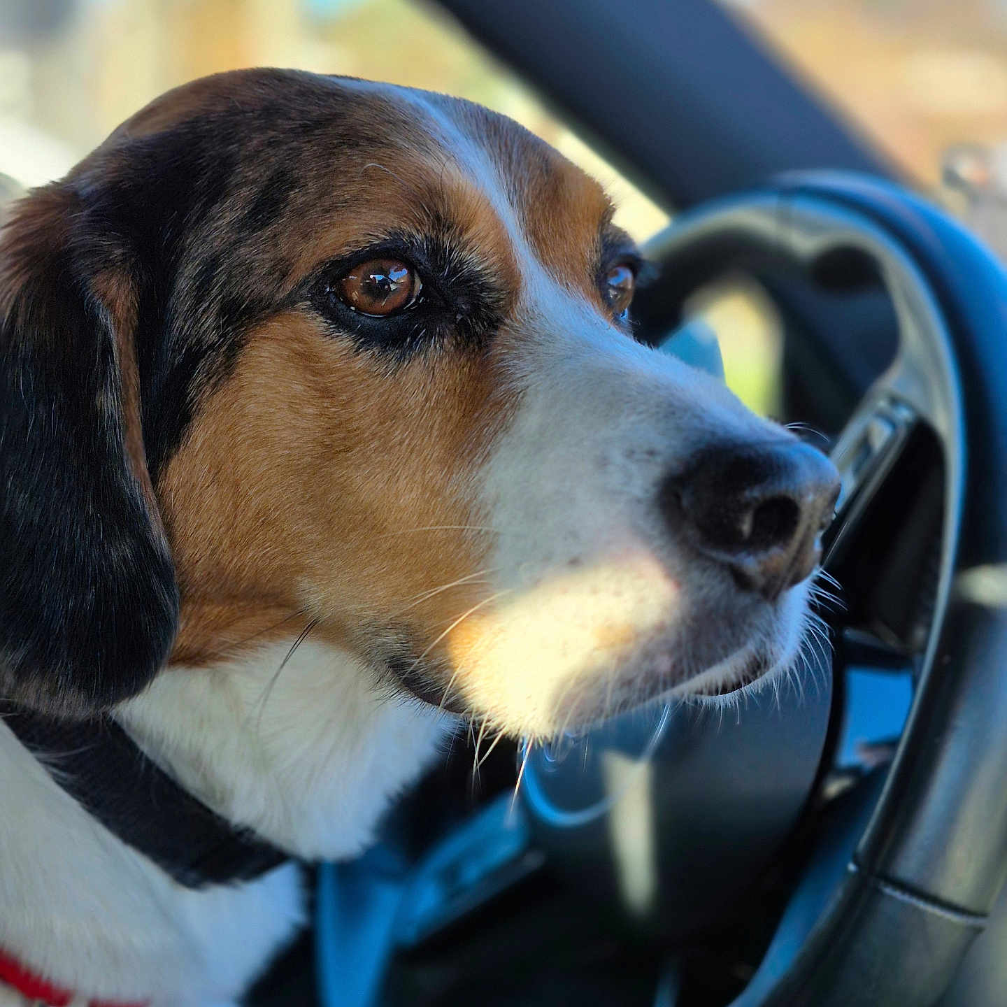 Scooby a rejoint le concours — aidez-le/la à gagner de superbes lots ! animal, beagle, brown_eyes, canine, car_interior, close_up, collar, daylight, dog, domestic_animal, focused, fur, leash, pet, portrait, side_view, steering_wheel, sunlight, vehicle, whiskers