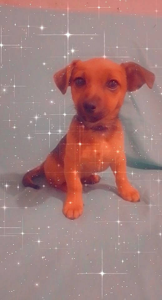 Simba participe au concours pour gagner de l'argent avec cette photo : canidae, carnivore, companion_dog, dog, dog_breed, fawn, fur, head, liquid, liver, pet_supply, puppy, snout, sporting_group, tail, terrestrial_animal, toy, toy_dog, whiskers, working_animal