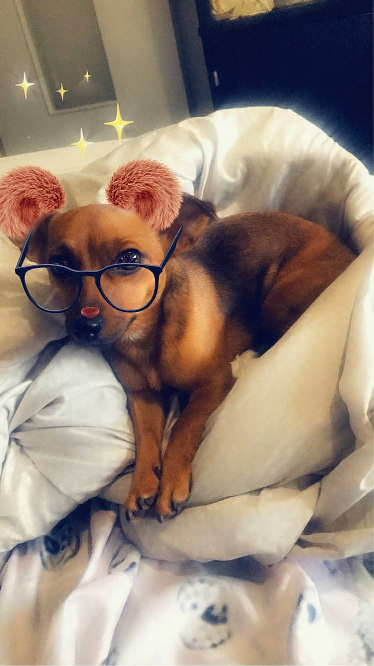 Simba a rejoint le concours — aidez-le/la à gagner de superbes lots ! beard, carnivore, comfort, companion_dog, dog, dog_breed, ear, eyebrow, eyewear, facial_hair, fawn, felidae, fur, glasses, jaw, mammal, small_to_medium_sized_cats, snout, vision_care, whiskers