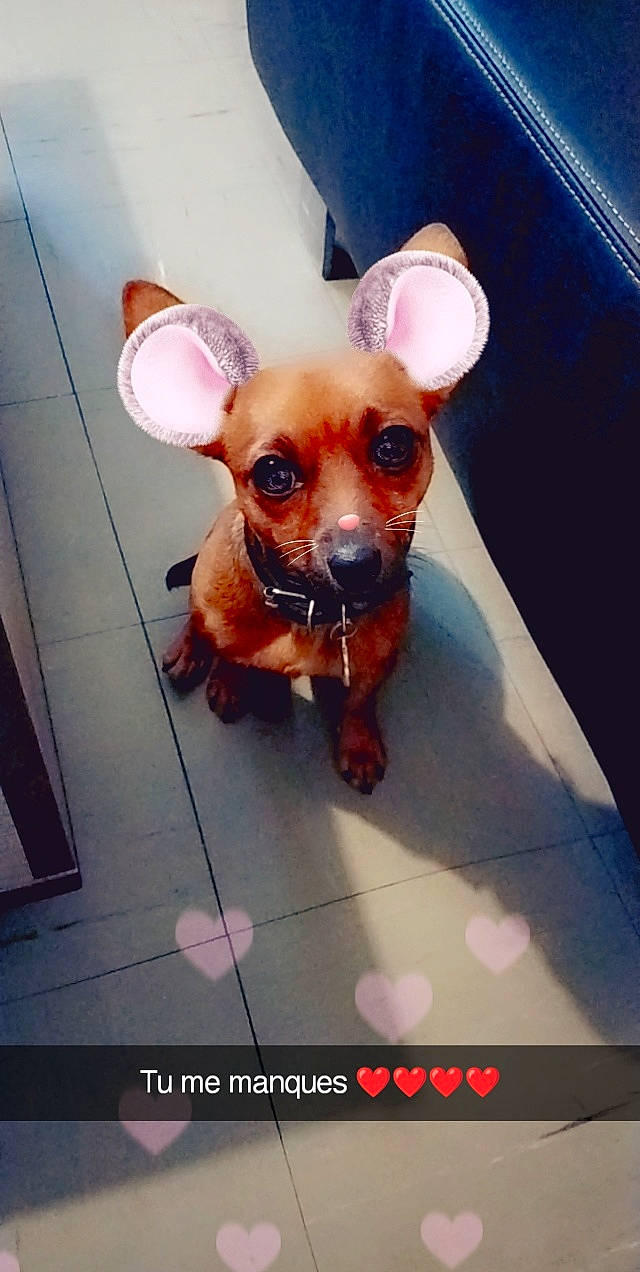 Simba a rejoint le concours — aidez-le/la à gagner de superbes lots ! canidae, carnivore, chihuahua, companion_dog, dog, dog_breed, dog_clothes, dog_supply, ear, eyewear, fawn, fur, paw, puppy_love, snout, sporting_group, sunglasses, toy_dog, whiskers, working_animal