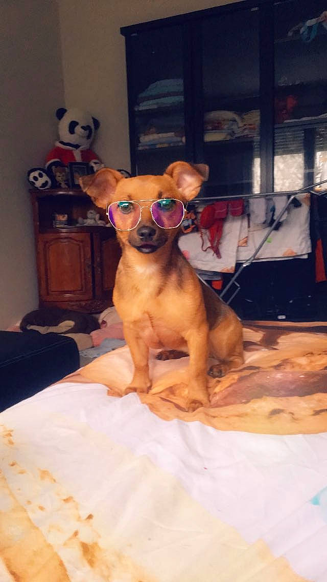 Simba a rejoint le concours — aidez-le/la à gagner de superbes lots ! carnivore, chihuahua, comfort, companion_dog, dog, dog_breed, dog_collar, dog_supply, ear, event, eyewear, fawn, fur, glasses, snout, sunglasses, toy, toy_dog, whiskers, working_animal