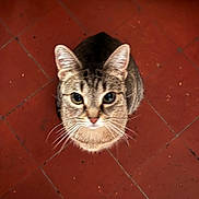 La Pépette a rejoint le concours — aidez-le/la à gagner de superbes lots ! cat, tabby, pet, animal, looking_up, whiskers, ears, floor, red_tiles, domestic_cat, cute, feline, indoor, curious, close_up, fur, small_animal, mammal, young_cat, alert