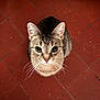 cat, tabby, pet, animal, looking_up, whiskers, ears, floor, red_tiles, domestic_cat, cute, feline, indoor, curious, close_up, fur, small_animal, mammal, young_cat, alert