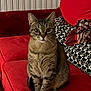 La Pépette participe au concours pour gagner de l'argent avec cette photo : cat, tabby, sitting, red_couch, blanket, pattern, indoor, pet, feline, whiskers, ears, eyes, fur, living_room, cozy, home, curious, animal, domestic, comfortable