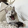 Aloha participe au concours pour gagner de l'argent avec cette photo : cat, yawning, fluffy, pet, indoor, blanket, tent, cozy, relaxed, cute, animal, whiskers, feline, mouth_open, paw, fur, resting, home, comfort, sleepy