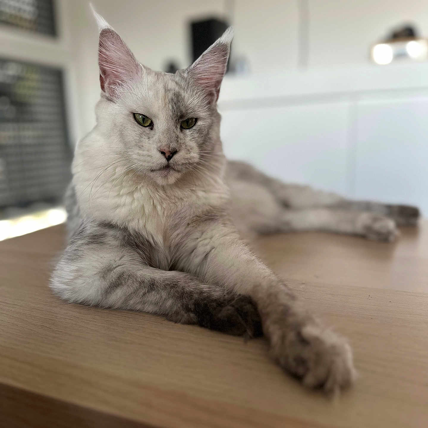 Aloha participe au concours pour gagner de l'argent avec cette photo : cat, maine_coon, feline, domestic_animal, pet, indoor, table, wood, fur, whiskers, ears, eyes, relaxed, laying_down, portrait, close_up, animal, mammal, cute, home