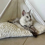 Aloha a rejoint le concours — aidez-le/la à gagner de superbes lots ! cat, pet, indoor, tent, cushion, fluffy, white, relaxed, feline, animal, cozy, floor, paw, resting, domestic, cute, fur, portrait, calm, home
