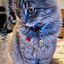 cat, tabby, gray_cat, fluffy, collar, bells, pet, feline, sitting, curious, whiskers, ears, tail, indoor, animal, cute, domestic, fur, close_up, portrait