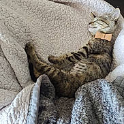 Roselani is registered to the contest to win money with this photo: animal, blanket, bow_tie, cat, close_up, collar, comfort, cozy, cute, fleece, fur, indoor, kitten, mammal, pet, relaxed, resting, sleeping, soft, tabby