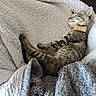 animal, blanket, bow_tie, cat, close_up, collar, comfort, cozy, cute, fleece, fur, indoor, kitten, mammal, pet, relaxed, resting, sleeping, soft, tabby