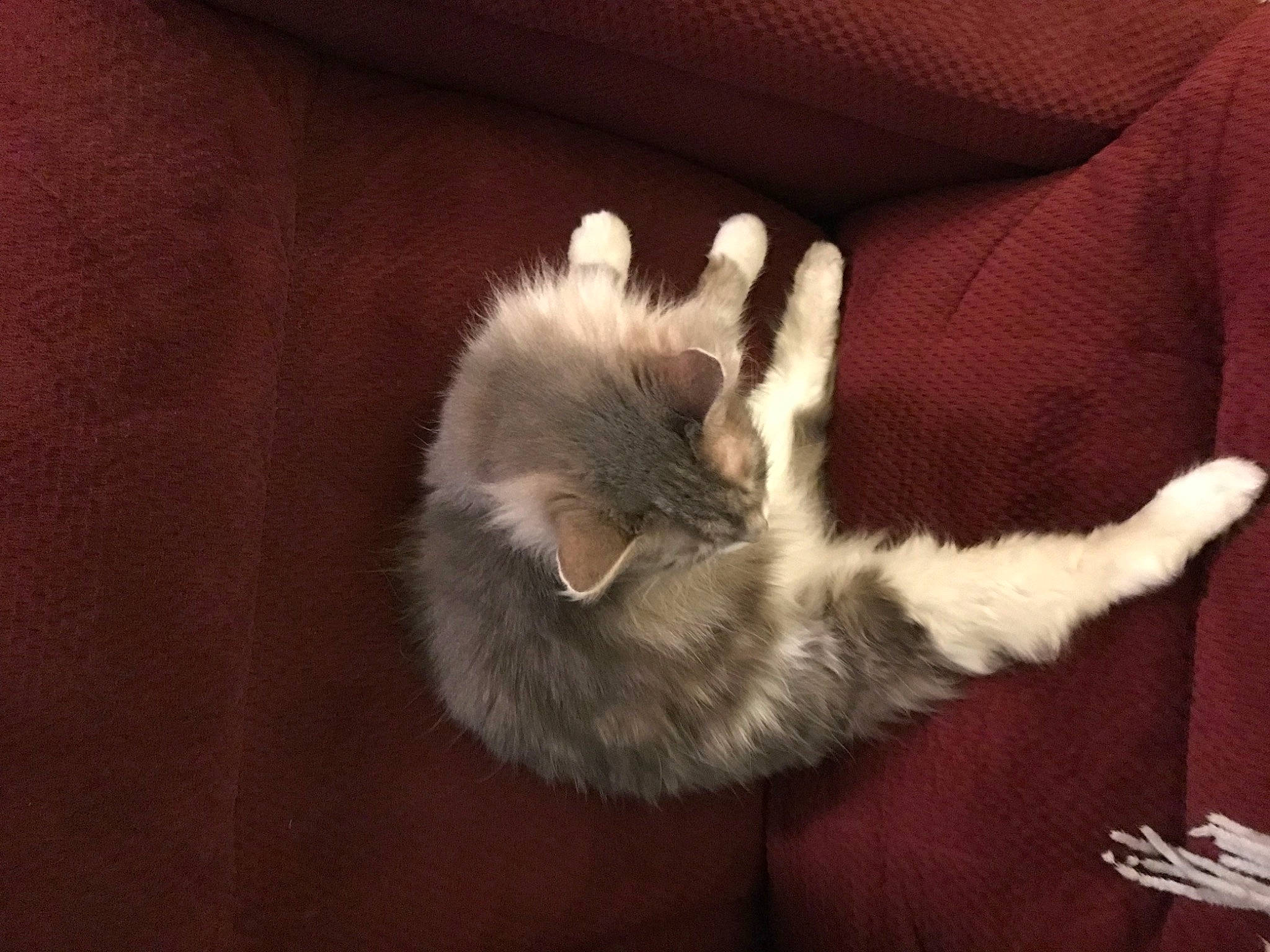 Precious is registered to the contest to win money with this photo: canidae, carnivore, cat, claw, comfort, companion_dog, dog_breed, domestic_short_haired_cat, fawn, felidae, foot, fur, hardwood, human_leg, paw, small_to_medium_sized_cats, snout, tail, whiskers, wood