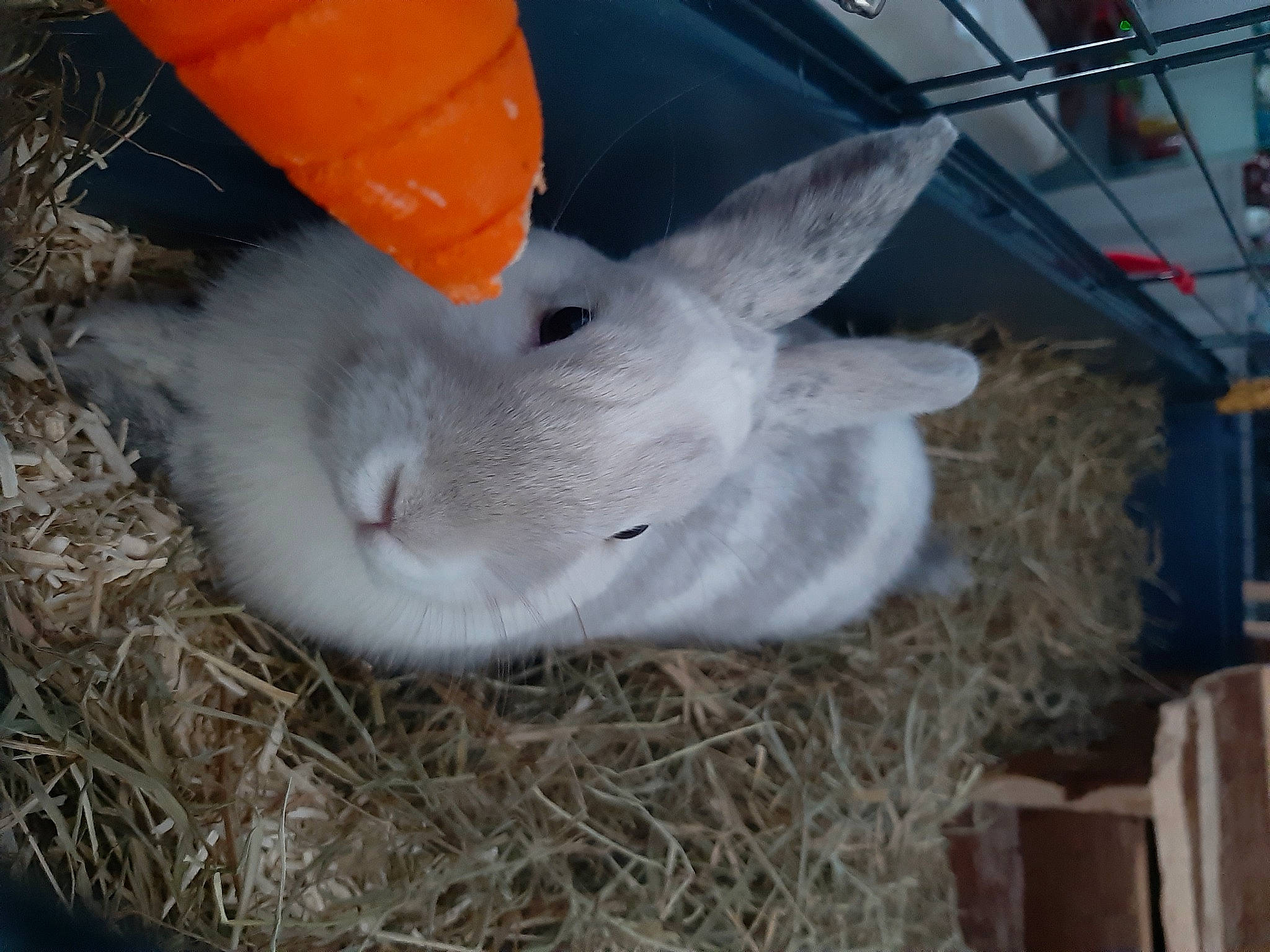 Grisou participe au concours pour gagner de l'argent avec cette photo : animal_shelter, chinchilla, domestic_rabbit, easter_bunny, fawn, hamster, hare, mammal, rabbit, rabbits_and_hares, rodent, snout, straw, whiskers