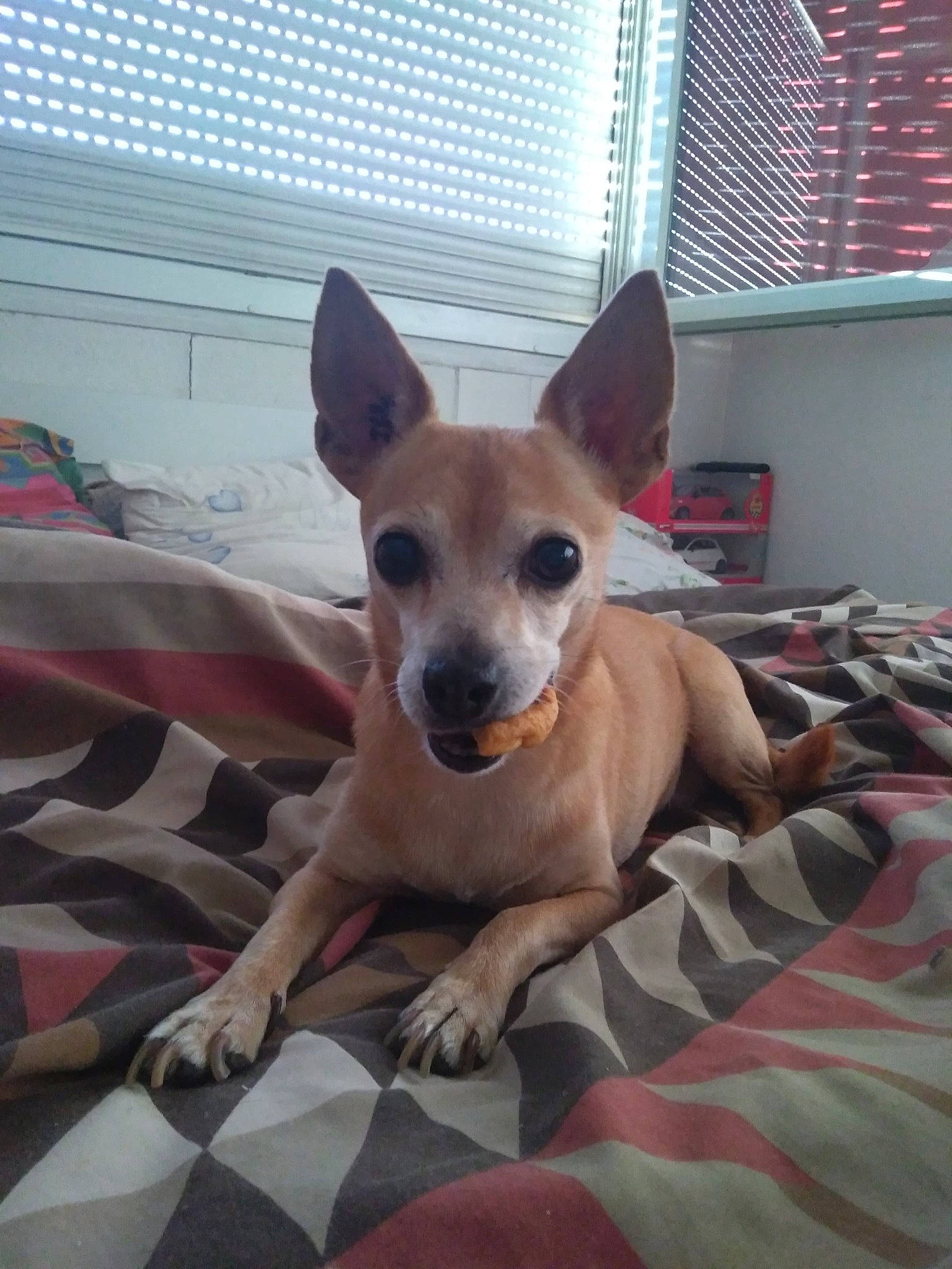 Clochette a rejoint le concours — aidez-le/la à gagner de superbes lots ! canidae, carnivore, carolina_dog, chihuahua, dog, dog_breed, fawn, mammal, snout, vertebrate