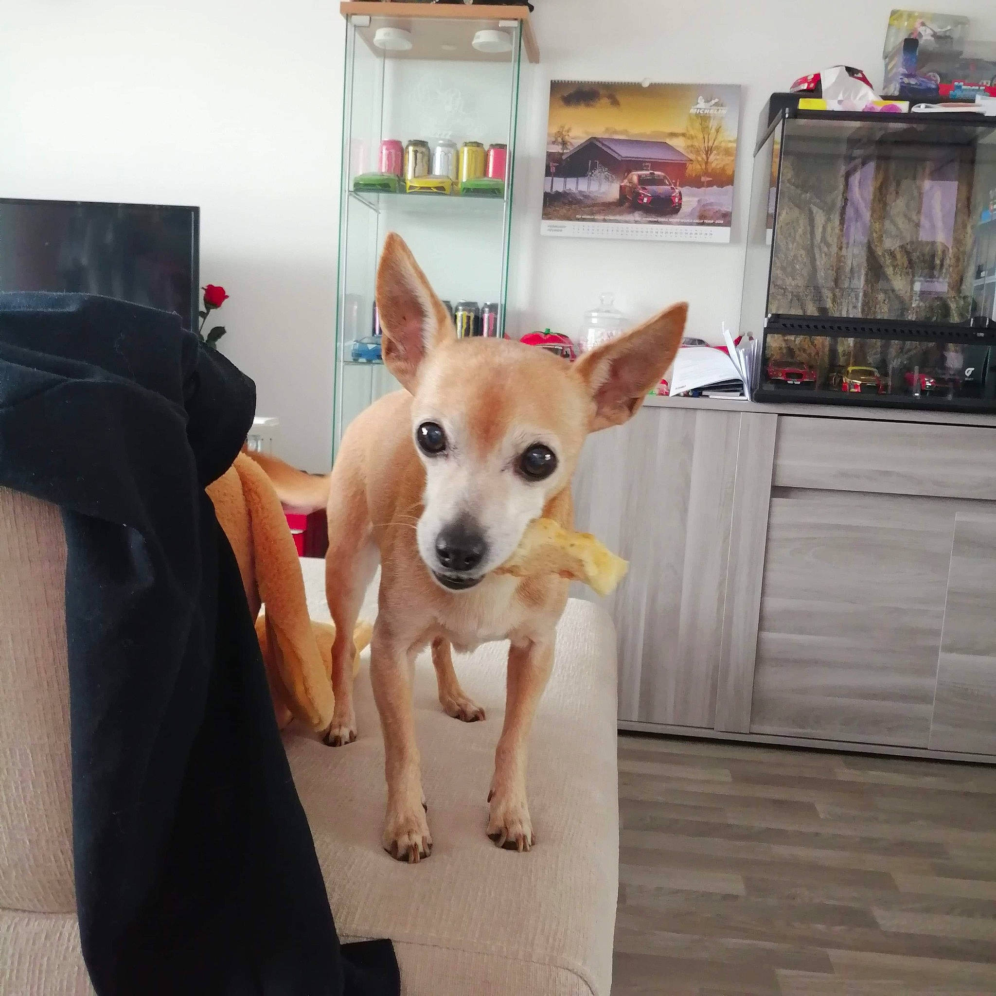 Clochette a rejoint le concours — aidez-le/la à gagner de superbes lots ! ancient_dog_breeds, aspin, canidae, carnivore, carolina_dog, chihuahua, companion_dog, dog, dog_breed, fawn, mammal, puppy, rare_breed_dog, snout, street_dog, tail, toy_dog, vertebrate