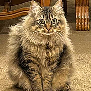 Nikki joined the competition — help win amazing prizes! cat, tabby, fluffy, animal, pet, carpet, indoor, furniture, wood, eyes, fur, sitting, cute, mammal, whiskers, face, domestic, tabby_cat, feline, curious