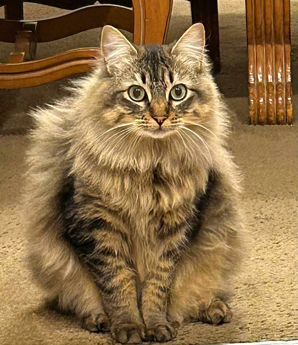 Nikki joined the competition — help win amazing prizes! cat, tabby, fluffy, animal, pet, carpet, indoor, furniture, wood, eyes, fur, sitting, cute, mammal, whiskers, face, domestic, tabby_cat, feline, curious