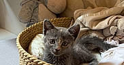 Bella a rejoint le concours — aidez-le/la à gagner de superbes lots ! kitten, cat, basket, blanket, plush_toy, donkey_toy, gray_cat, indoor, cozy, soft_lighting, wallpaper, fabric, pet, animal, feline, resting, cute, home, comfort, curious