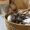 kitten, cat, basket, blanket, plush_toy, donkey_toy, gray_cat, indoor, cozy, soft_lighting, wallpaper, fabric, pet, animal, feline, resting, cute, home, comfort, curious