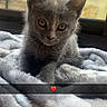 kitten, cat, gray_fur, fluffy_blanket, window, indoor, cute, pet, animal, young, curious, soft_light, cozy, resting, furry, small, face, ears, whiskers, heart_emoji