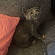 Bella a rejoint le concours — aidez-le/la à gagner de superbes lots ! kitten, cat, gray_cat, couch, pillow, blanket, indoor, pet, feline, young_animal, curious, seated, cozy, domestic_animal, fur, whiskers, small_animal, looking_up, resting, cute
