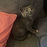 kitten, cat, gray_cat, couch, pillow, blanket, indoor, pet, feline, young_animal, curious, seated, cozy, domestic_animal, fur, whiskers, small_animal, looking_up, resting, cute